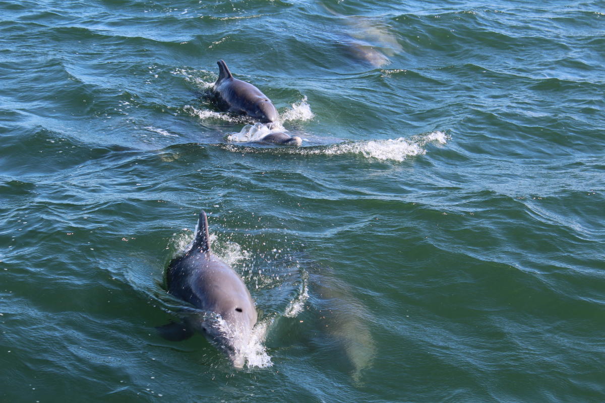 Two dolphins breach above the water. Two more are visible under the water.
