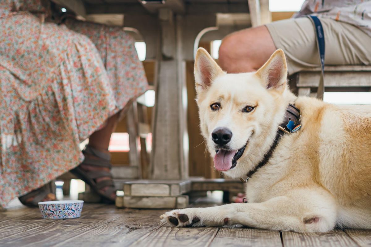 Pet Friendly dining Grumbles