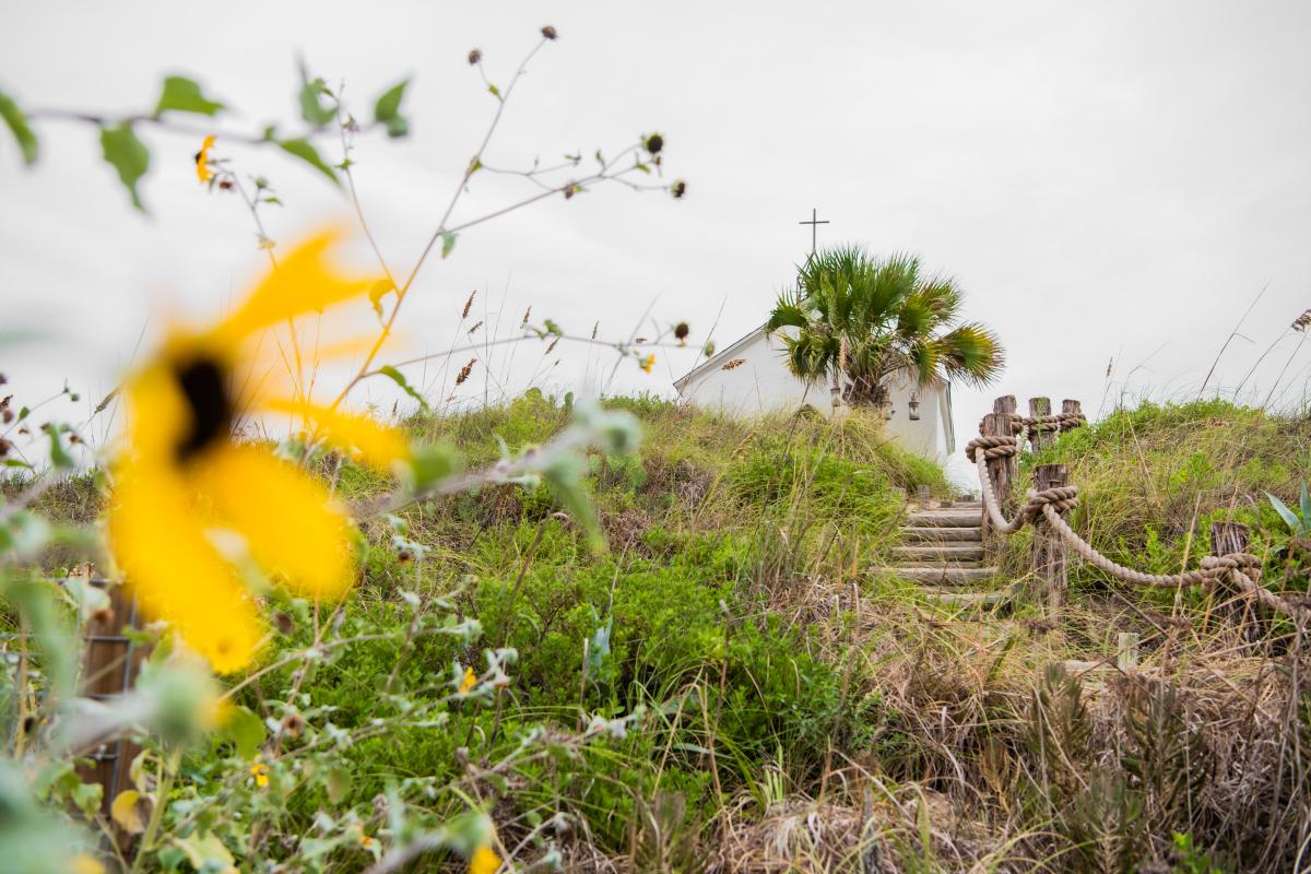 A yellow flower in the front with the dunes in the back wiht the chapel on top of a hill.
