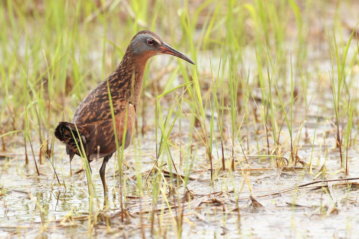 A brown bird with a slender beak stands in a wetland.