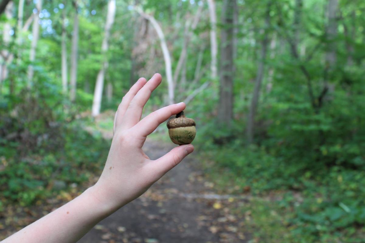 Discovery Trail Blog - Trail 2 and 10 giant acorns