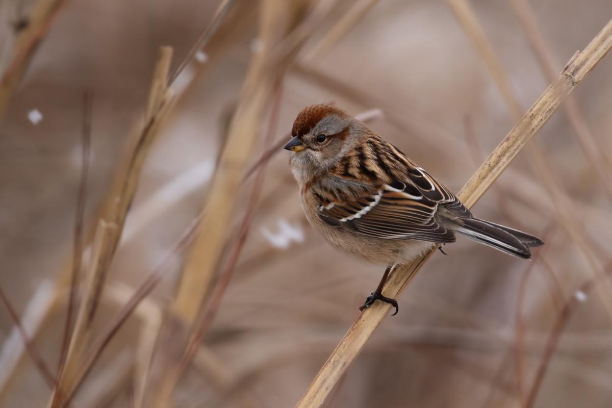 American tree sparrow facing left while on a dry branch