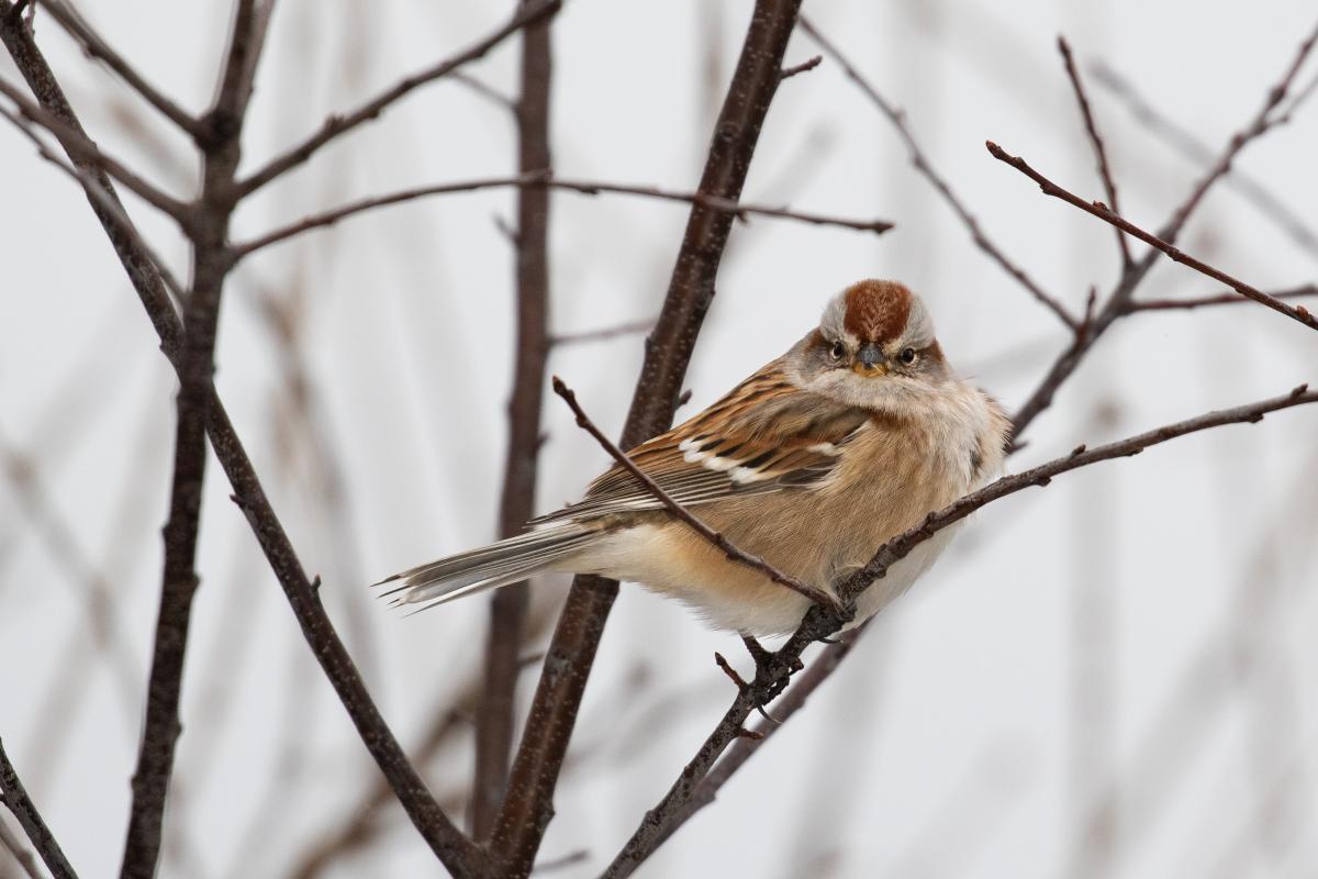 An American tree sparrow sits on a dark branch. The background is white with branches.