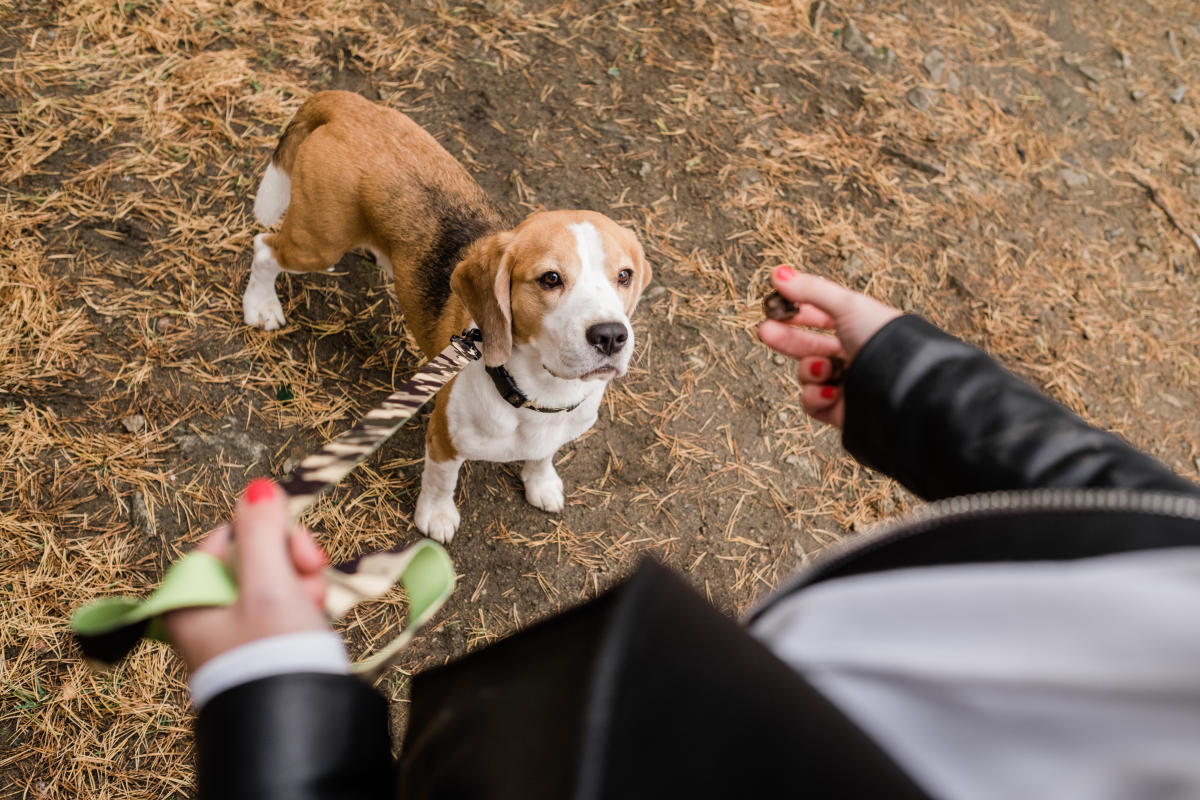 Beagle Dog on a leash