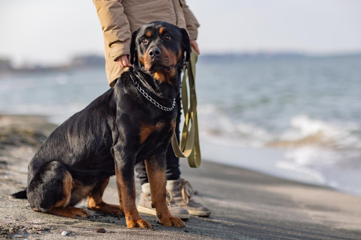 A dog stands next to its owner on the sandy shorline