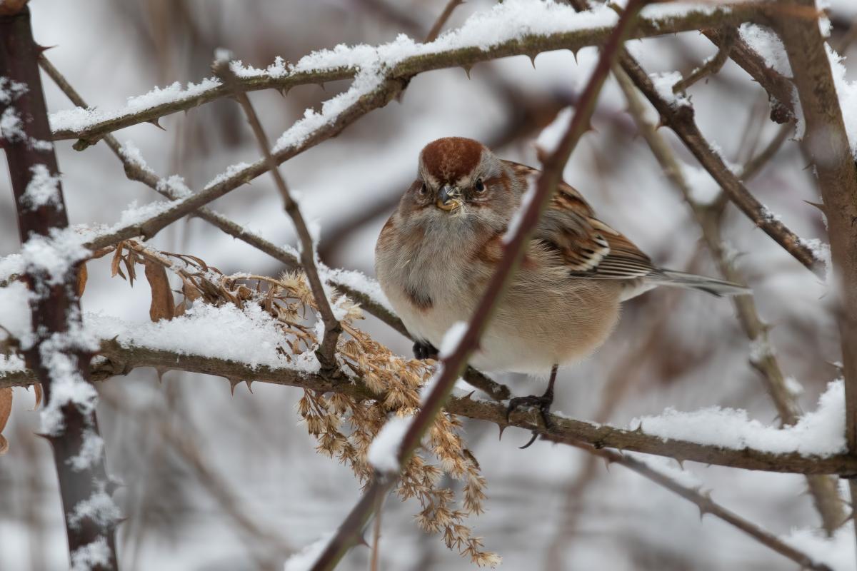An American tree sparrow stands on a snow covered branch.