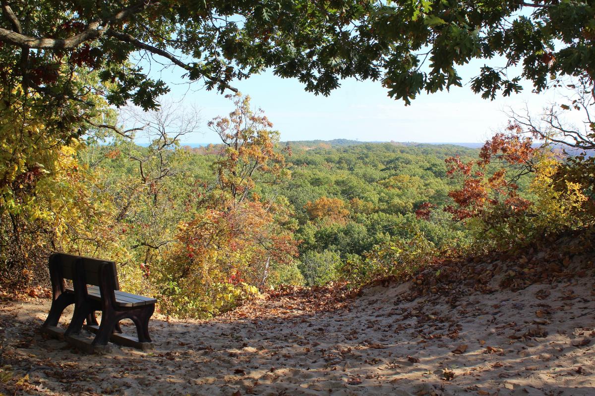 A bench sits atop a sand dune looking out over a wooded landscape