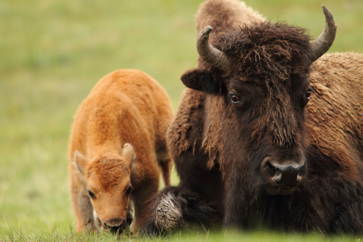 A cinnamon colored bison calf stands next to a dark brown adult bison which is sitting on the ground.