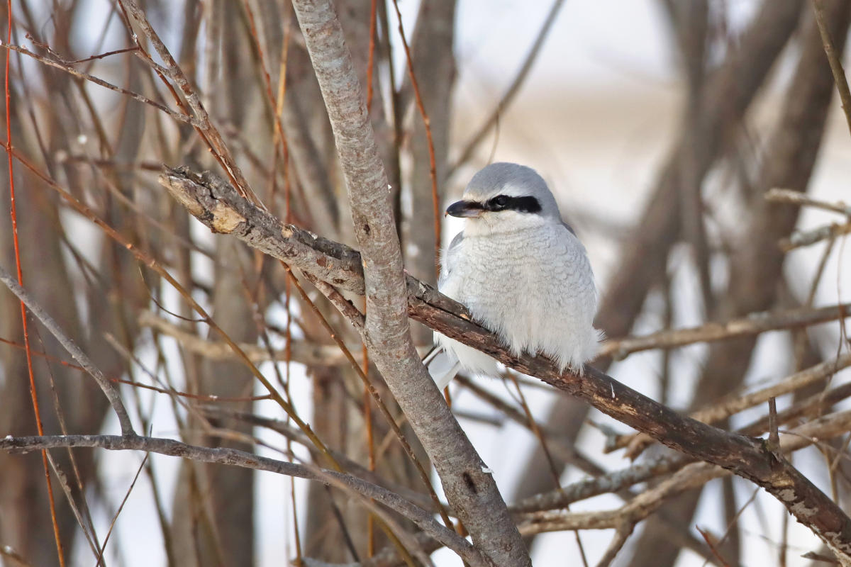 A small gray bird with black eyeliner coloring sits in a leafless bush