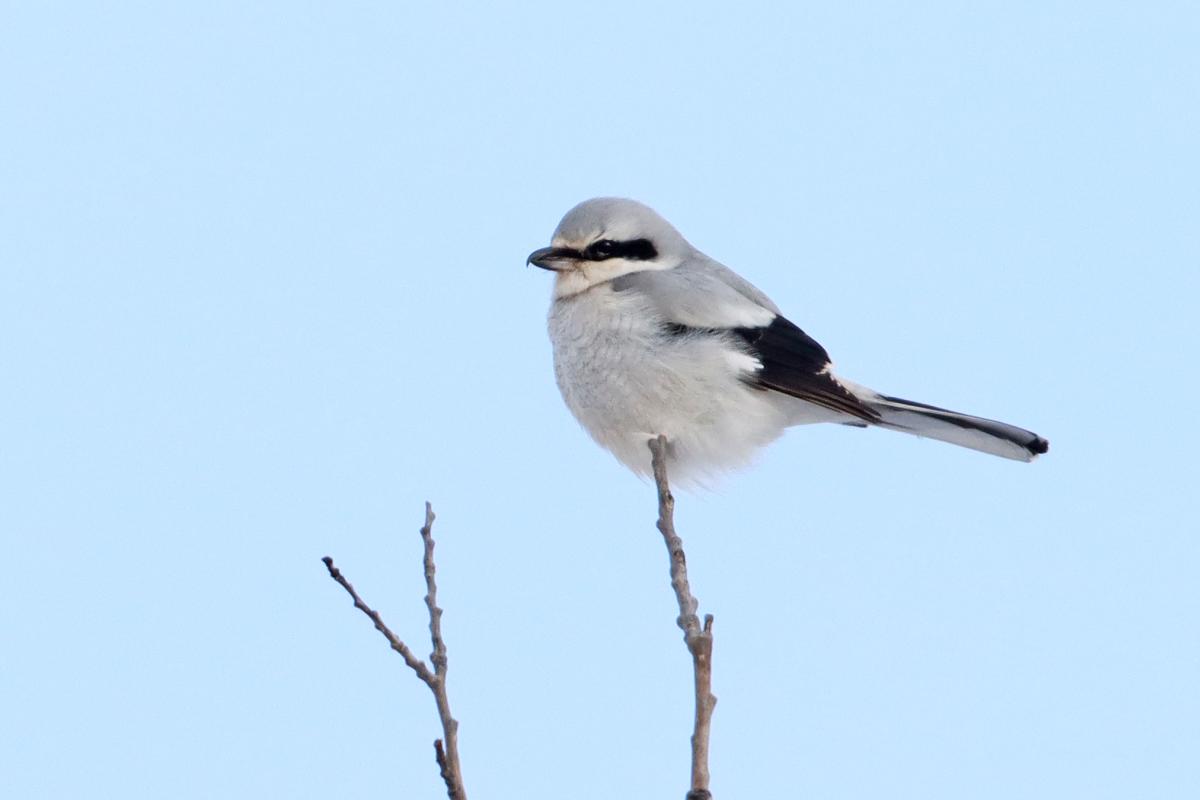 A gray bird with black details on its tail and eyes sits on top a single stick