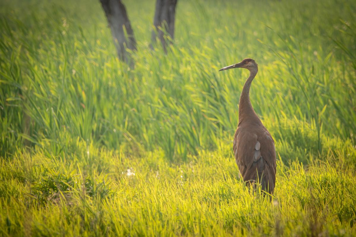 A Sandhill Crane at Cowles Bog