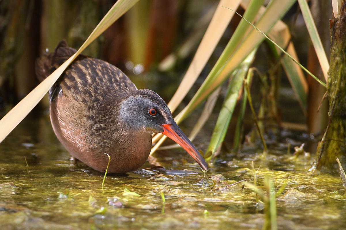 A brown bird with a long orange beak stands in a marsh