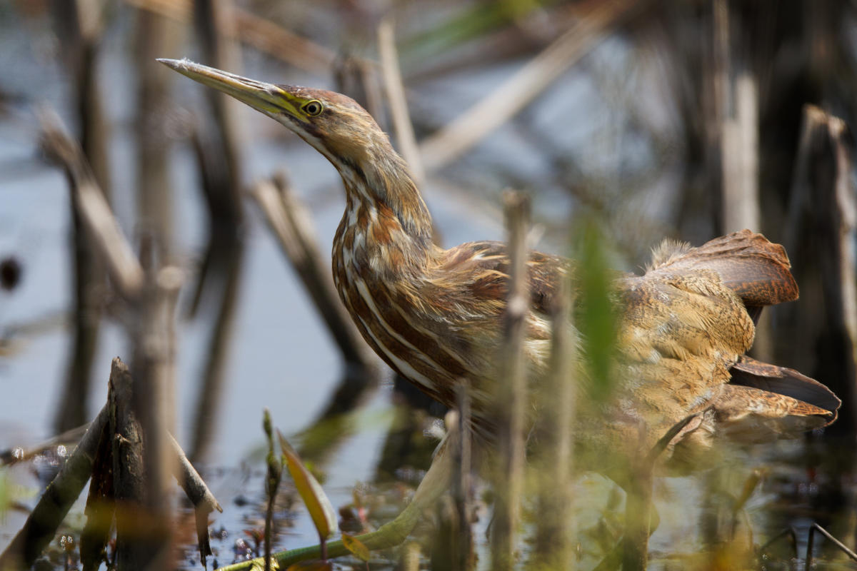 A brown and white bird with a sleek head and beak stands in a wetland with vegetation