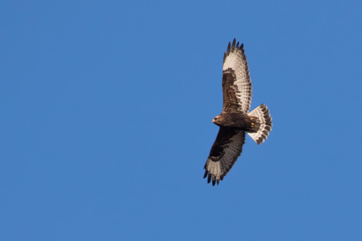 Soaring rough-legged hawk by Shari McCollough.