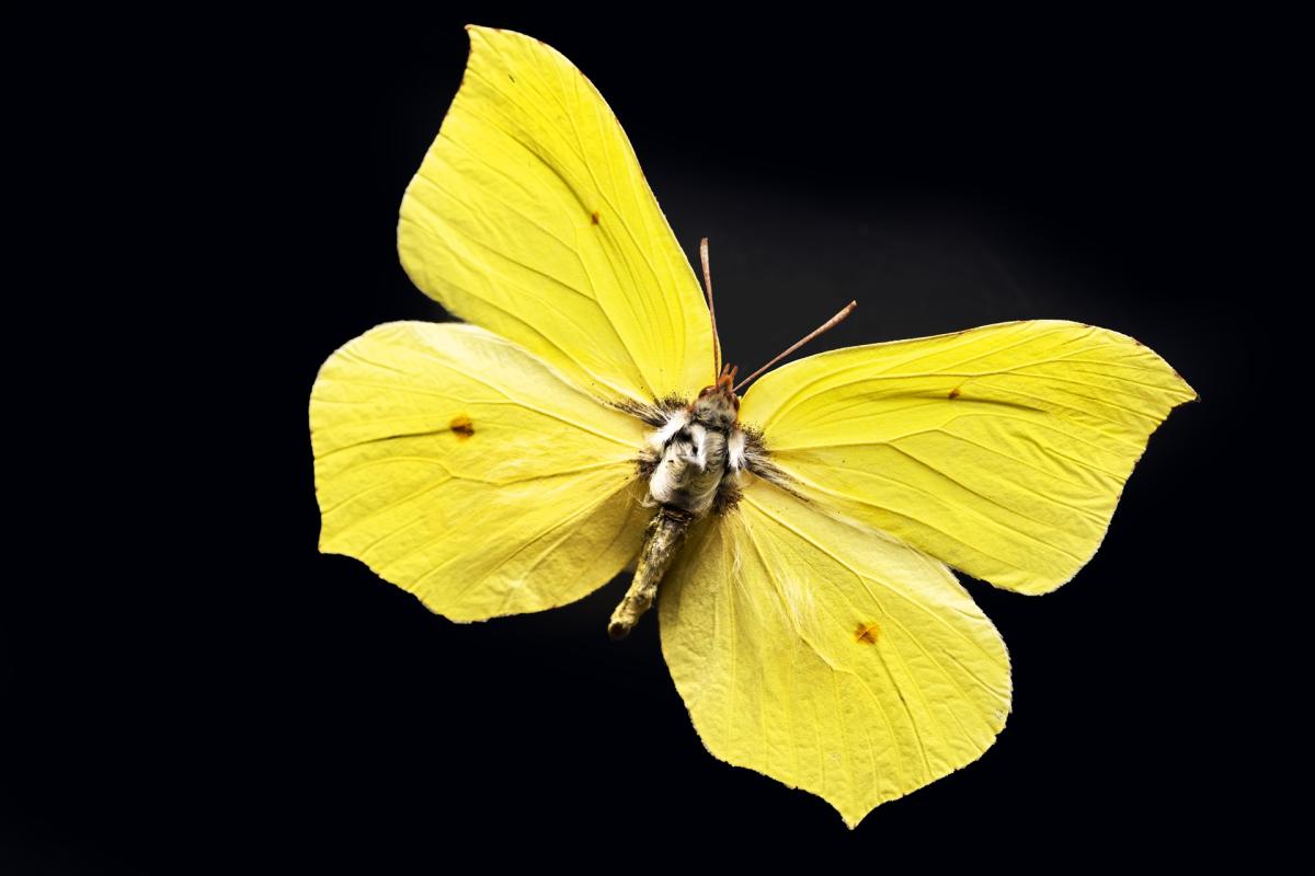 A Brimstone Butterfly on a black background.
