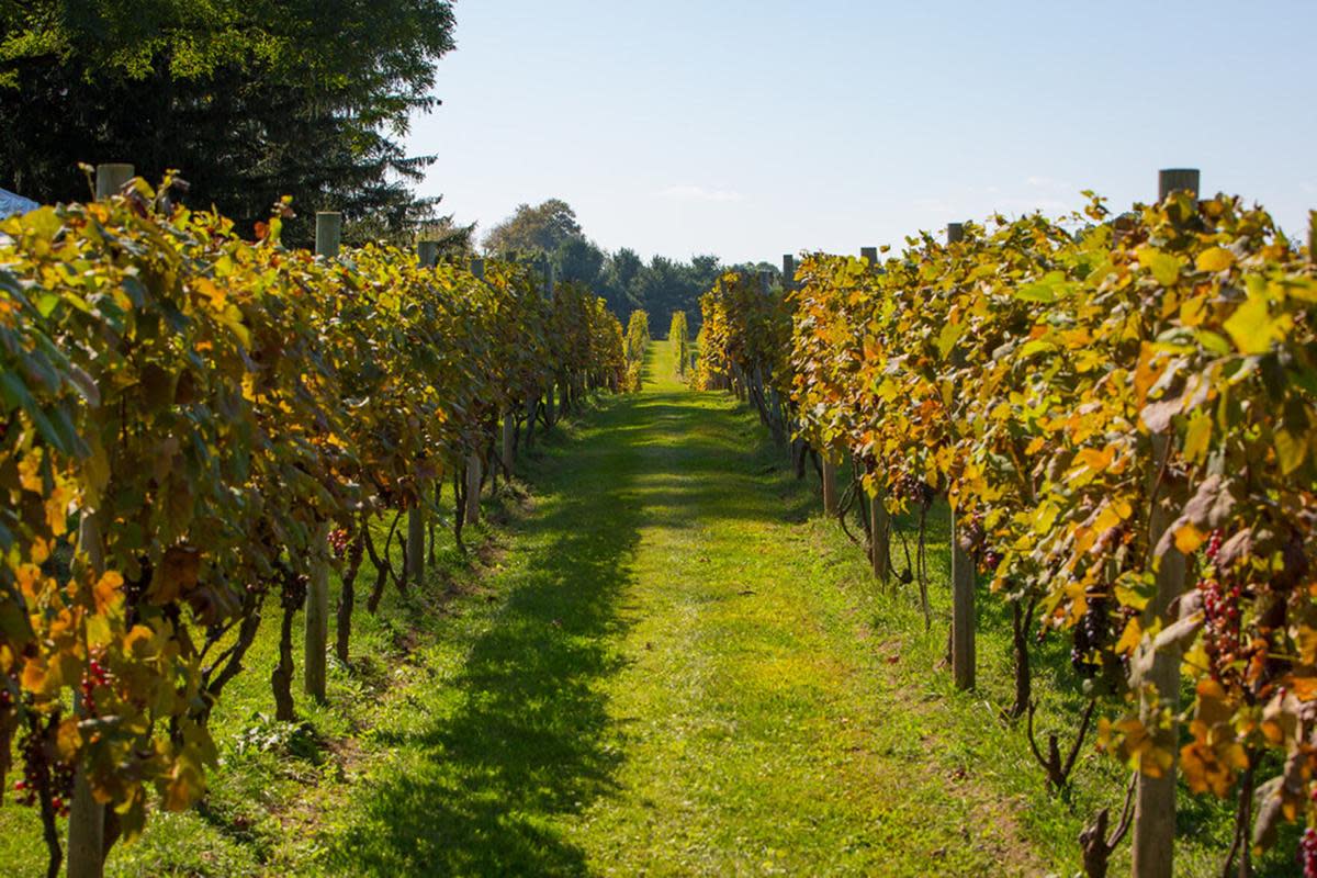 harvest celebration