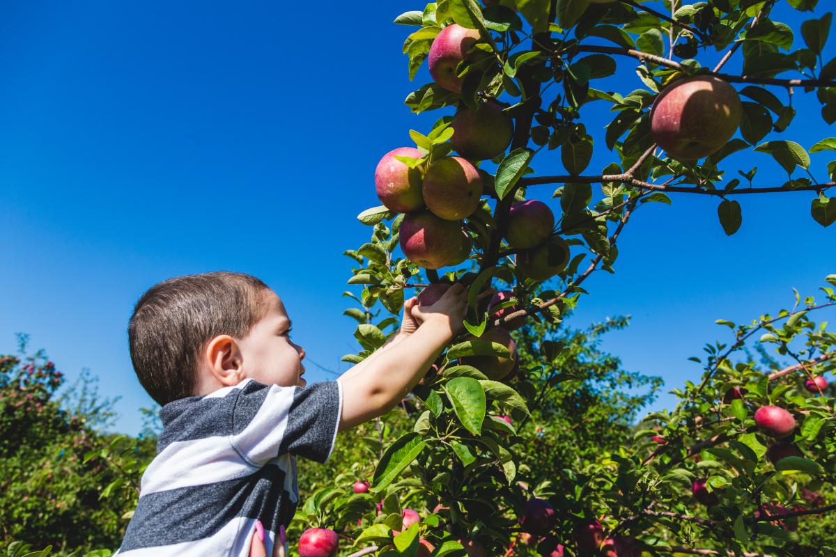 Apple Picking Sunset Orchards