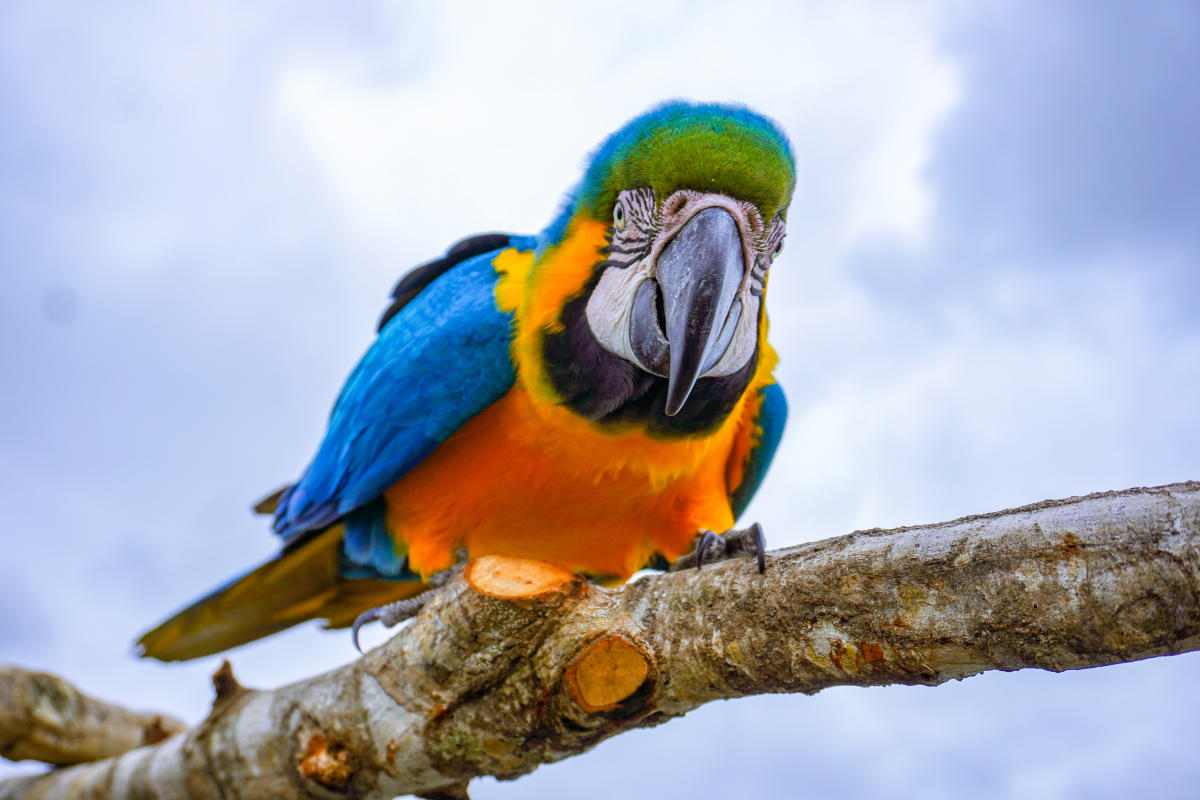 RWP Zoo Bird Show Macaw