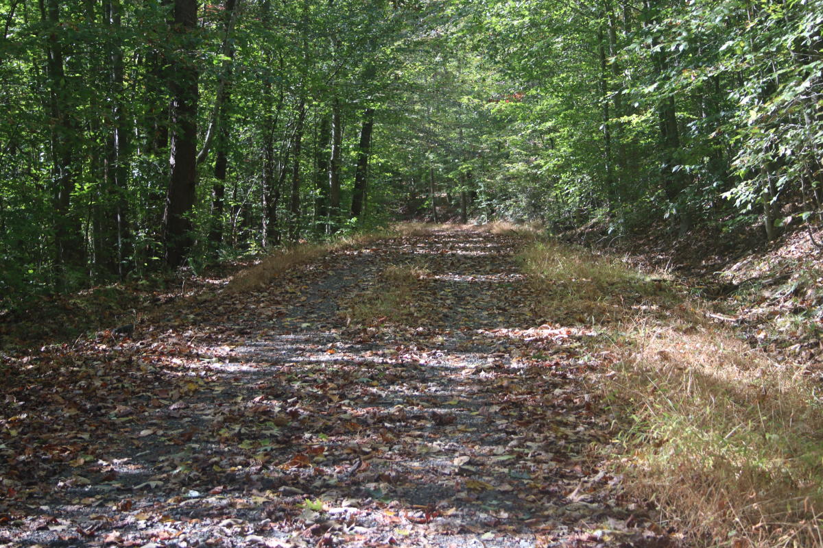 Tree lined Liming Lane Trail during early fall at Prince William Forest Park