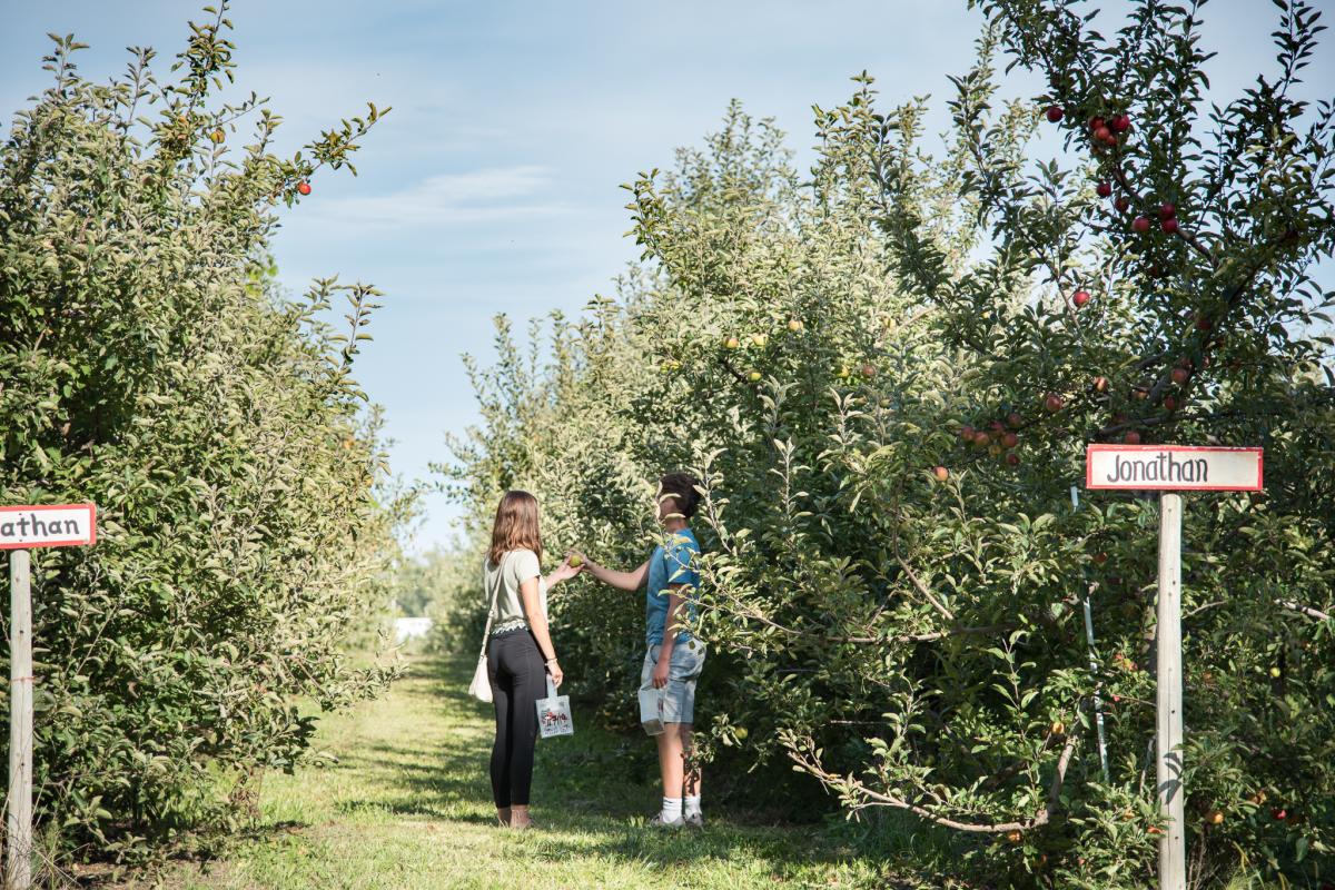 Apple Picking