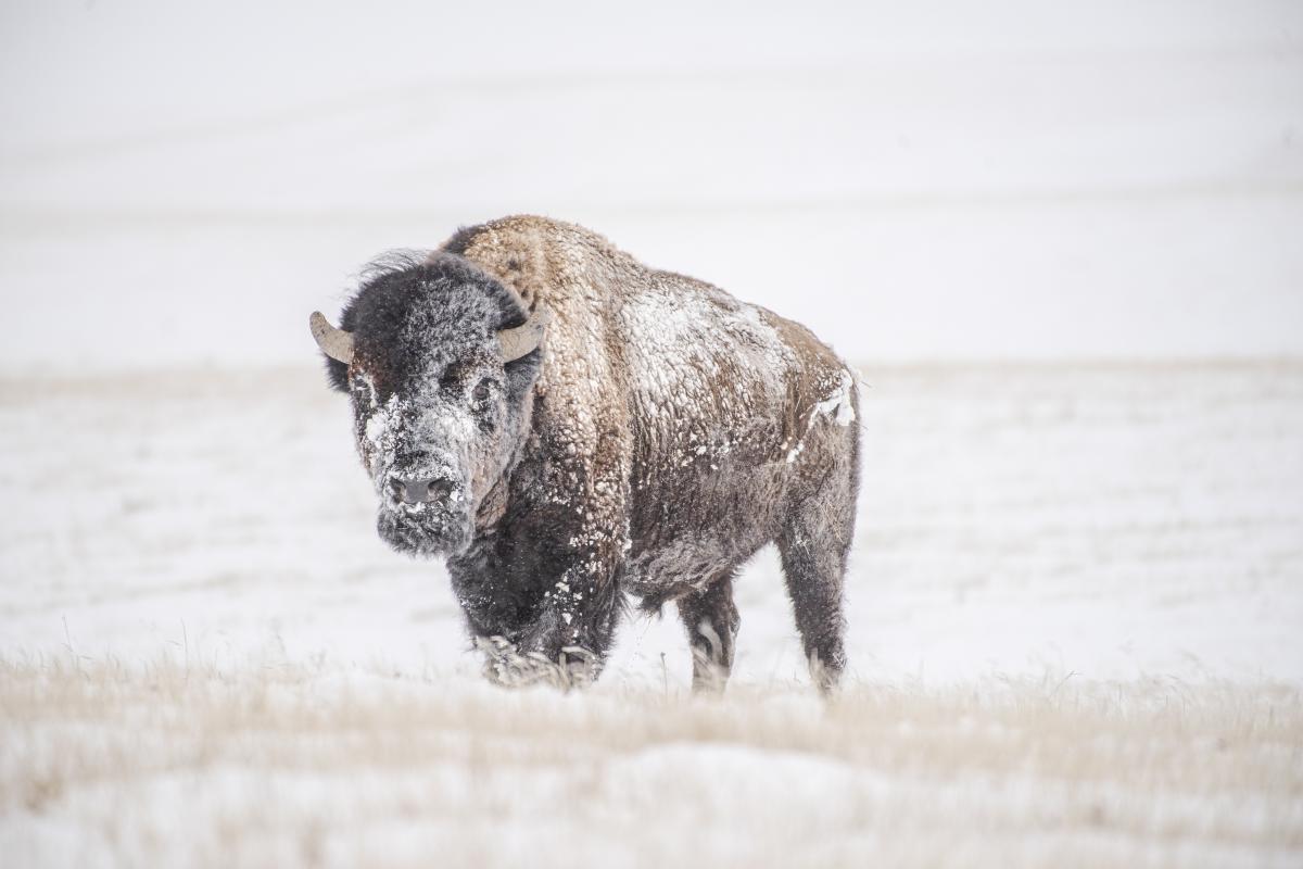 A lone bison stands in a snowy, open field, its fur dusted with snow. The scene conveys a serene and resilient atmosphere amidst the winter landscape.