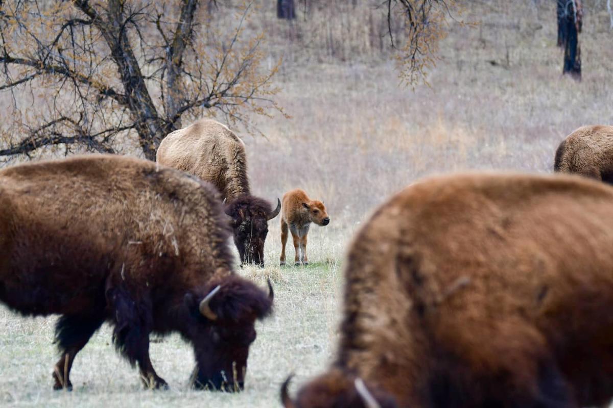 A herd of bison grazes in a grassy field, with a young calf standing near the center. Bare trees are in the background, conveying a peaceful, natural setting.
