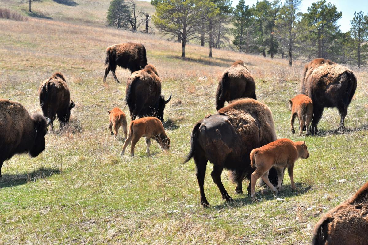 A herd of bison, including calves, grazes on a grassy hillside dotted with trees. The setting is peaceful, evoking a sense of natural serenity.