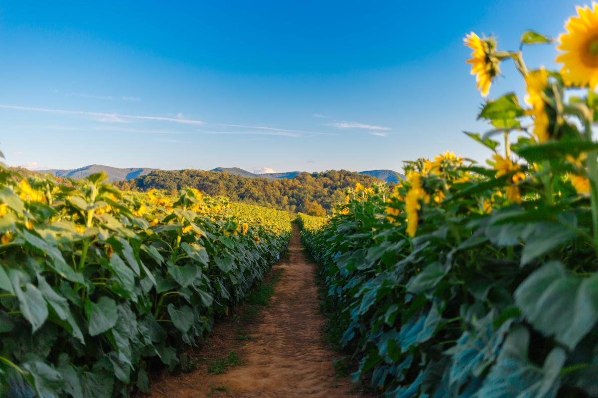 Beaver Dam Sunflower Festival - Buchanan, VA