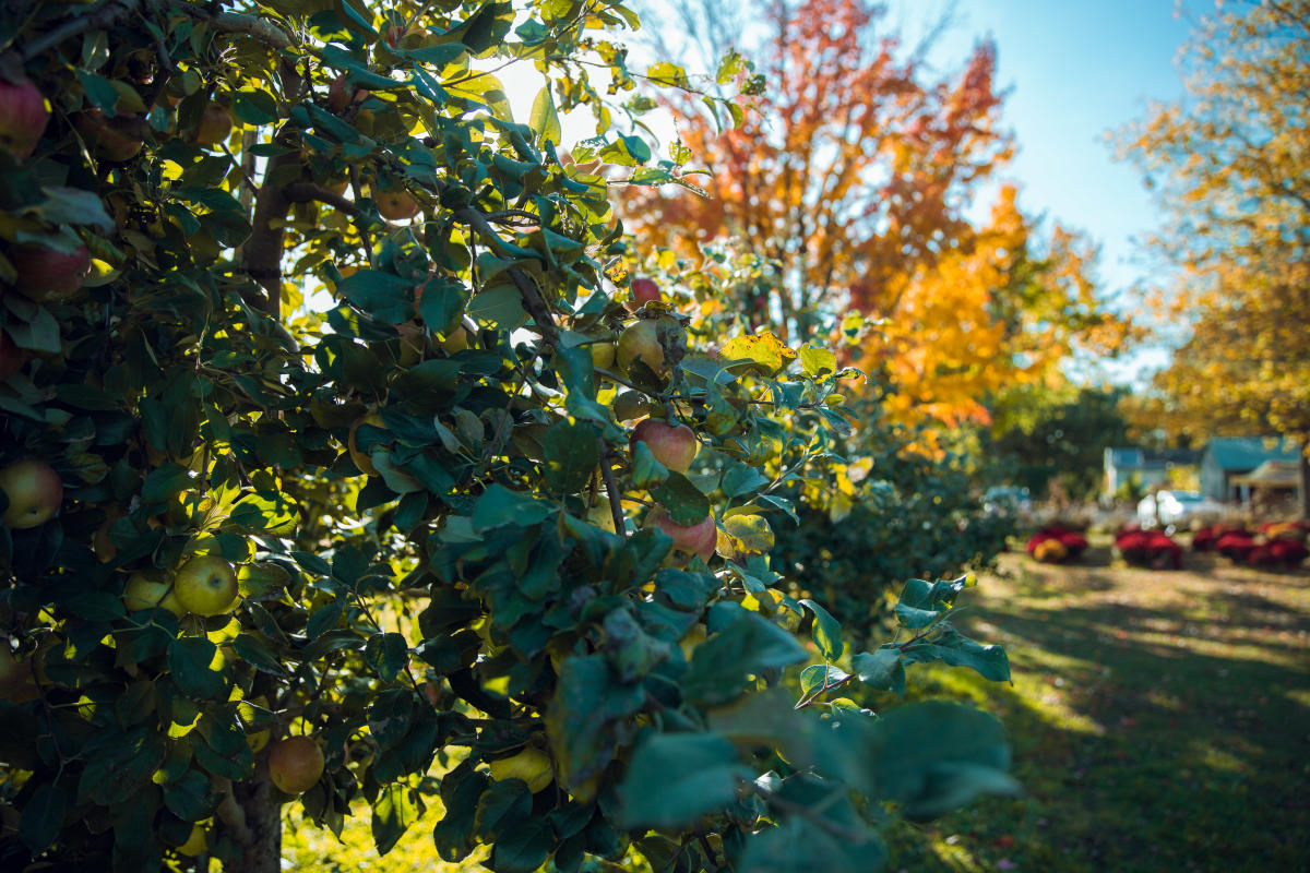 Sekapp Orchard Apple Tree