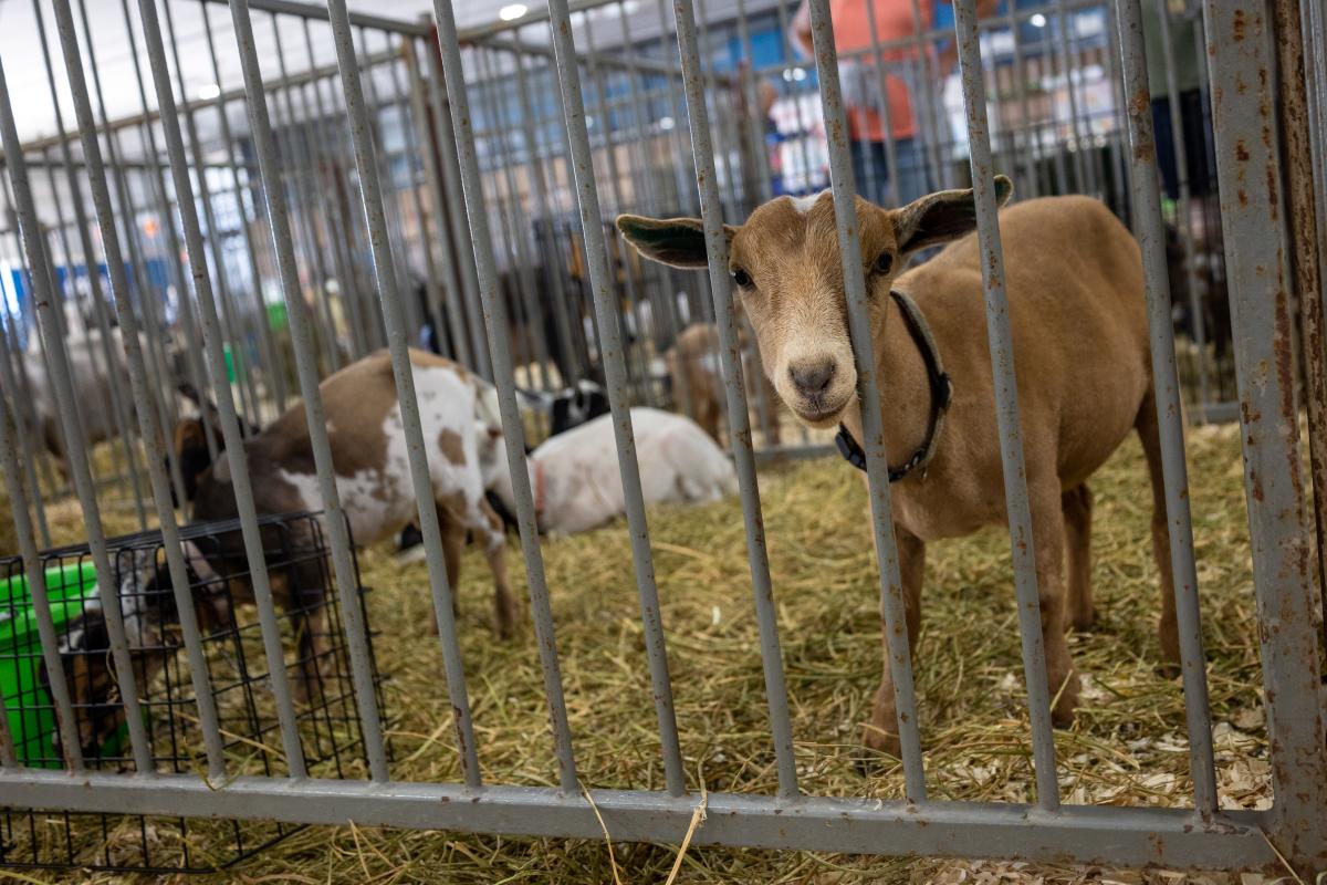 Olmsted County Fair animals