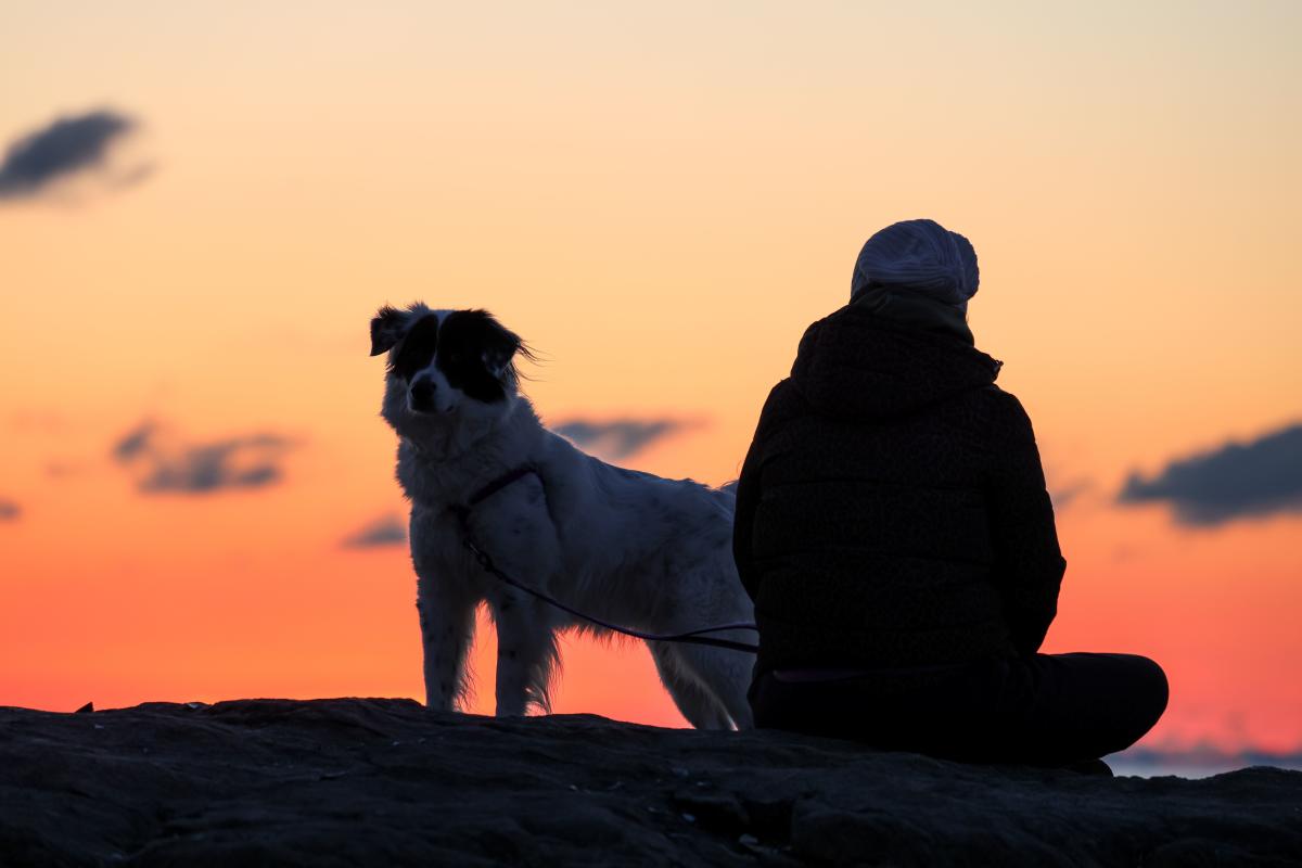 dog sunset
