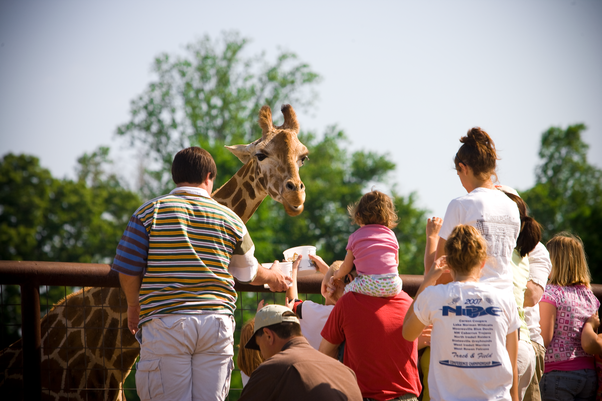 Feeding the giraffes at Lazy 5 Ranch.