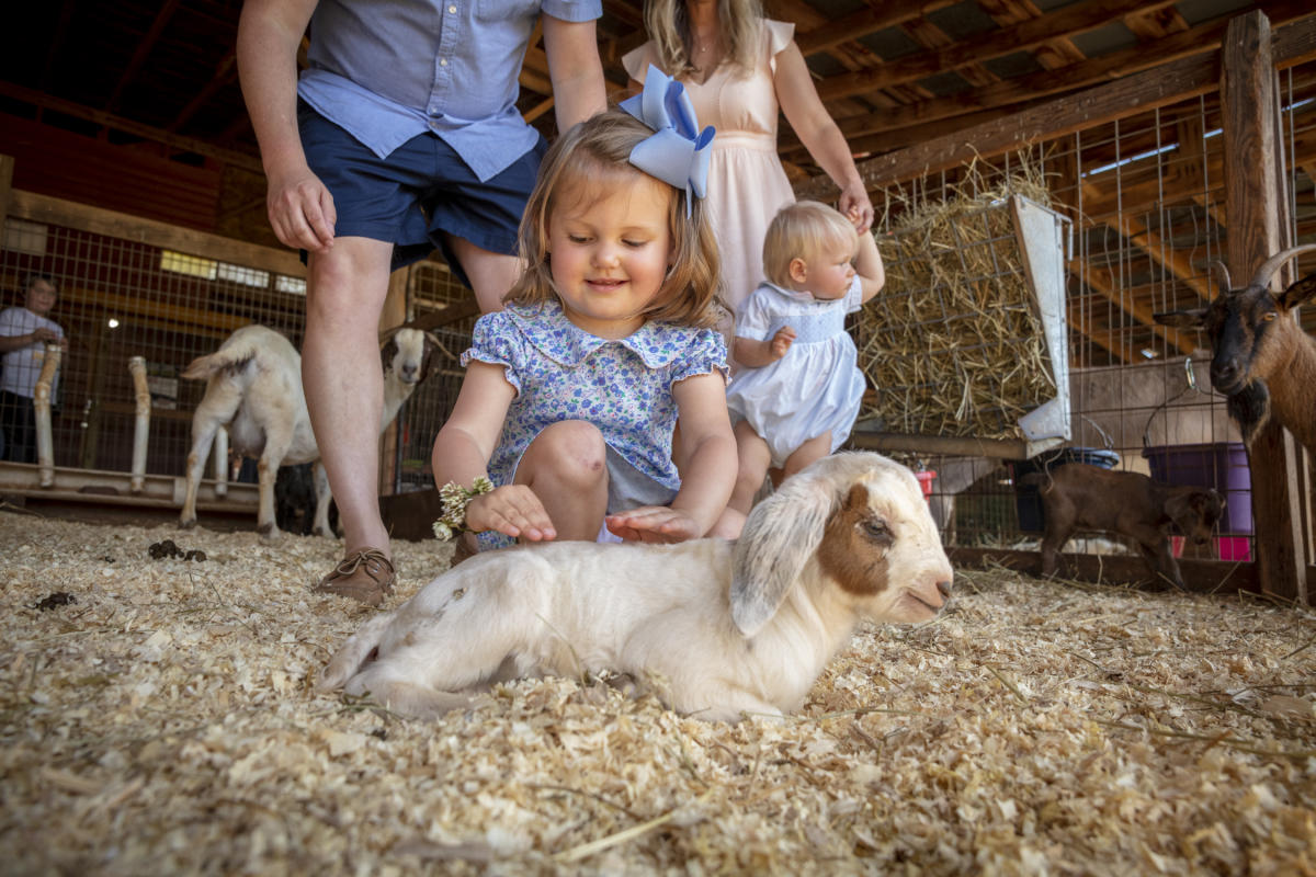 Girl petting goat at Patterson Farm