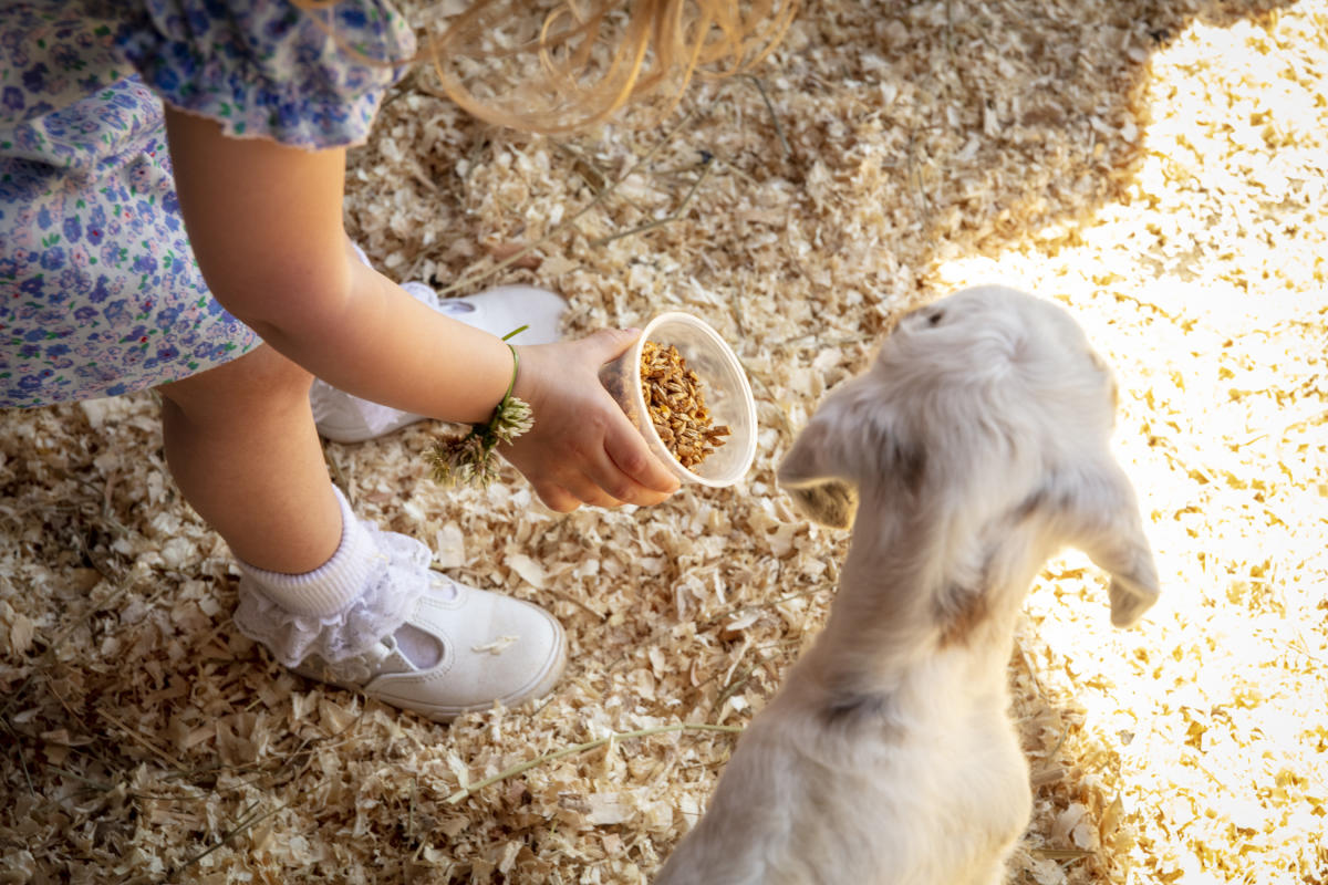 Feeding goats at Patterson Farm