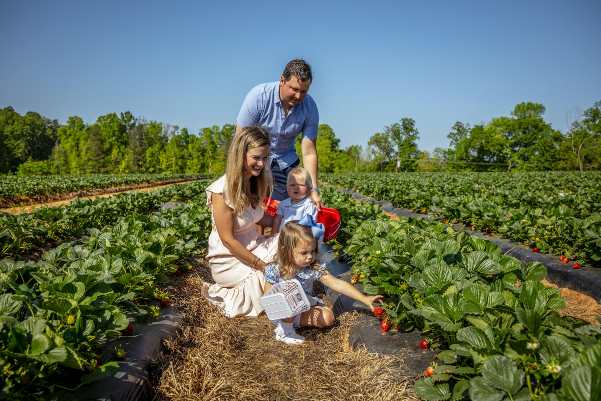 Family picking strawberries at Patterson Farm