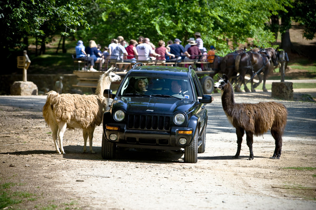 Jeep between llamas at Lazy 5