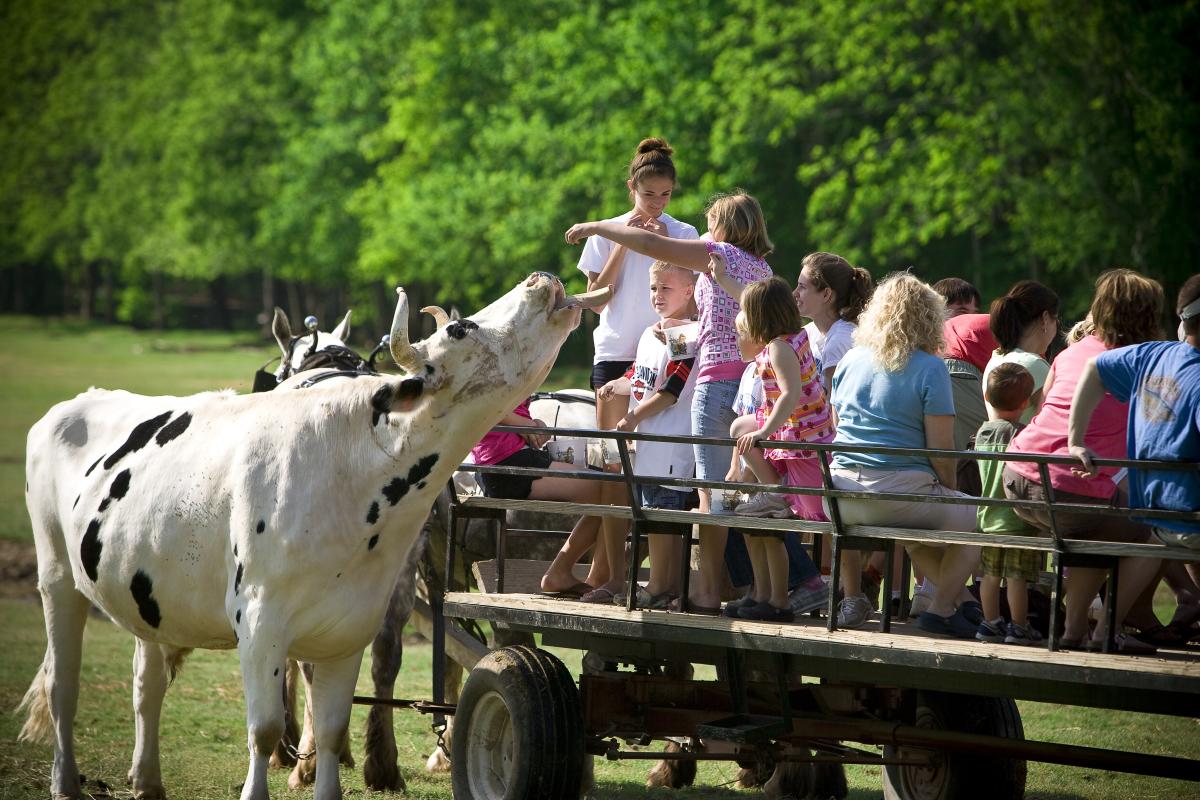 Lazy 5 Ranch Wagon Ride