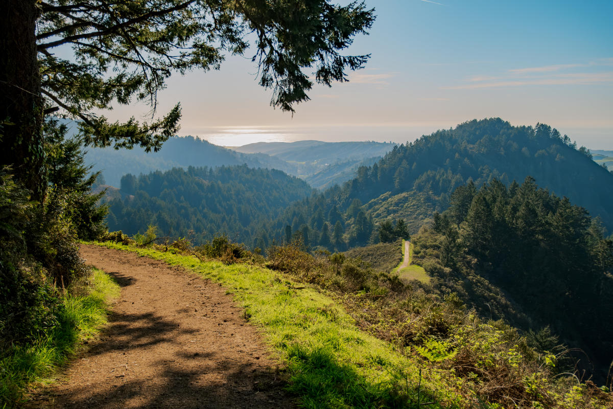 Purisima Creek Trail - North Ridge