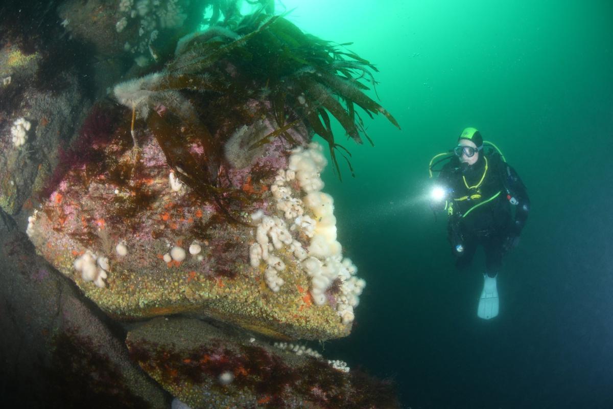 A diver beneath the sea