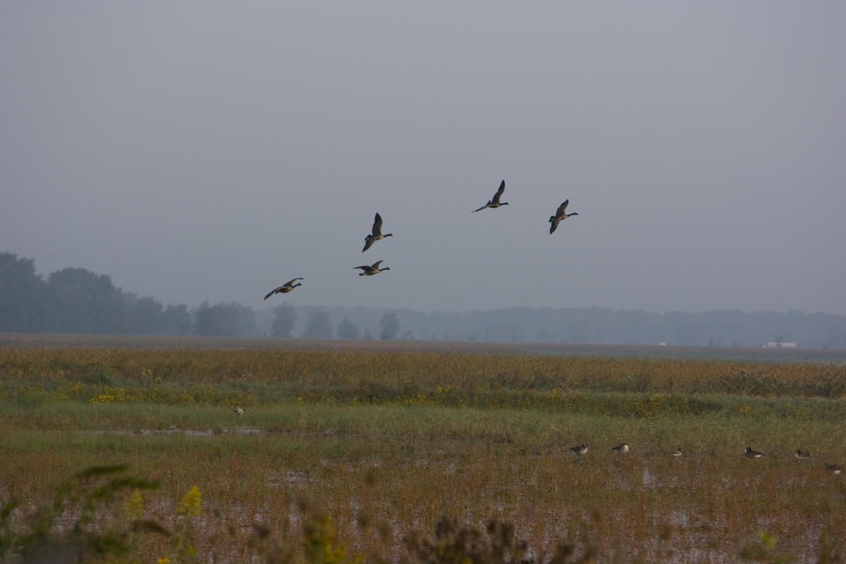 Birds flying over montezuma field