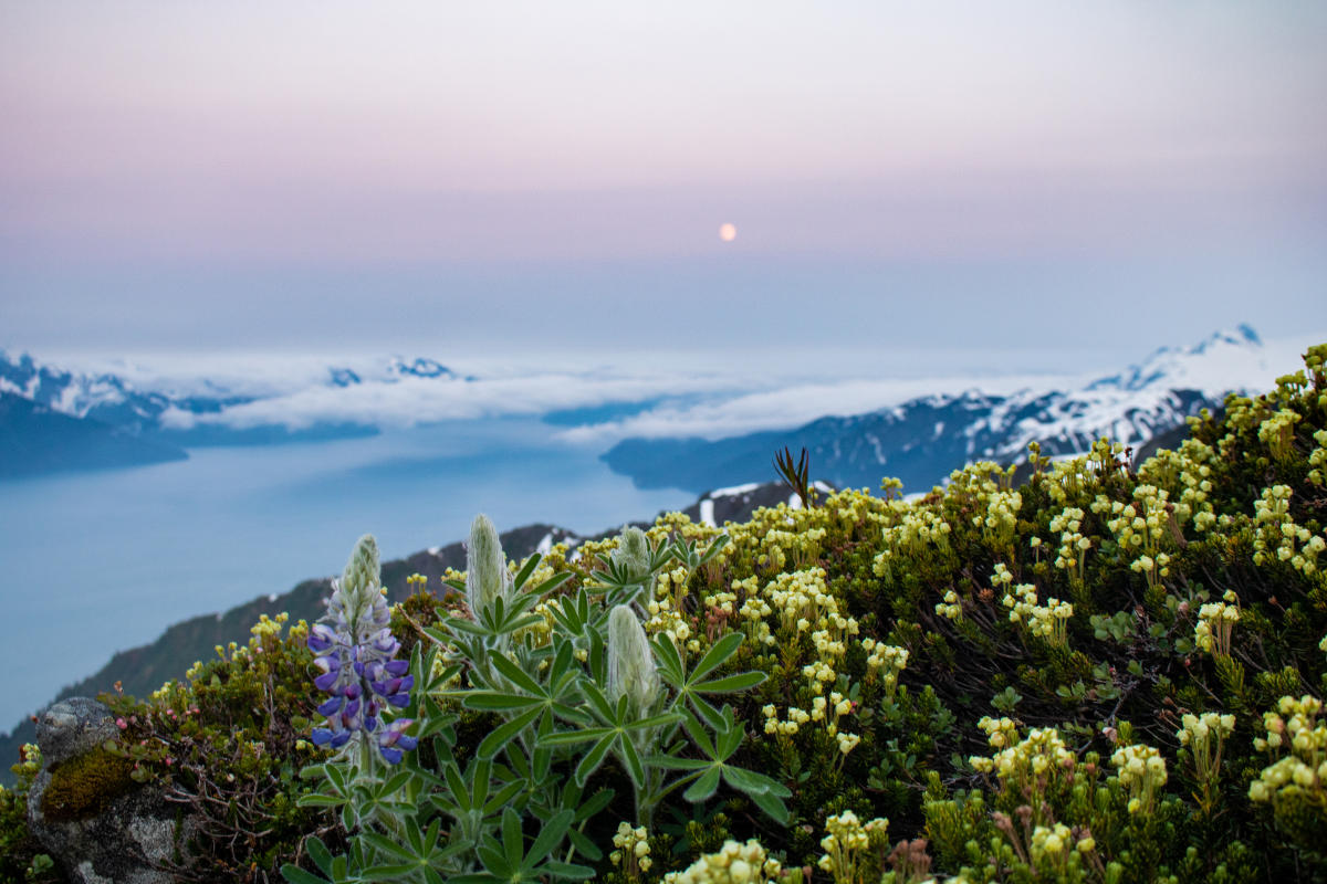 Floral Sunset Over the Bay by Ron Marsh