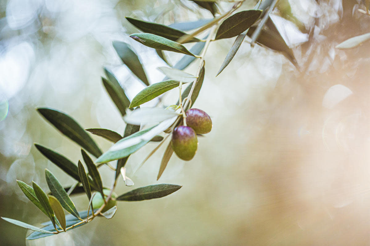 Olive Branch with olives on it.