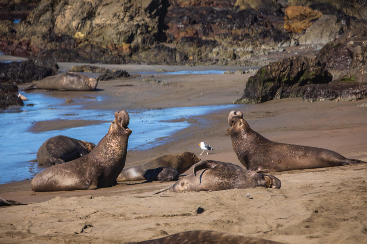 elephant seals HWY 1