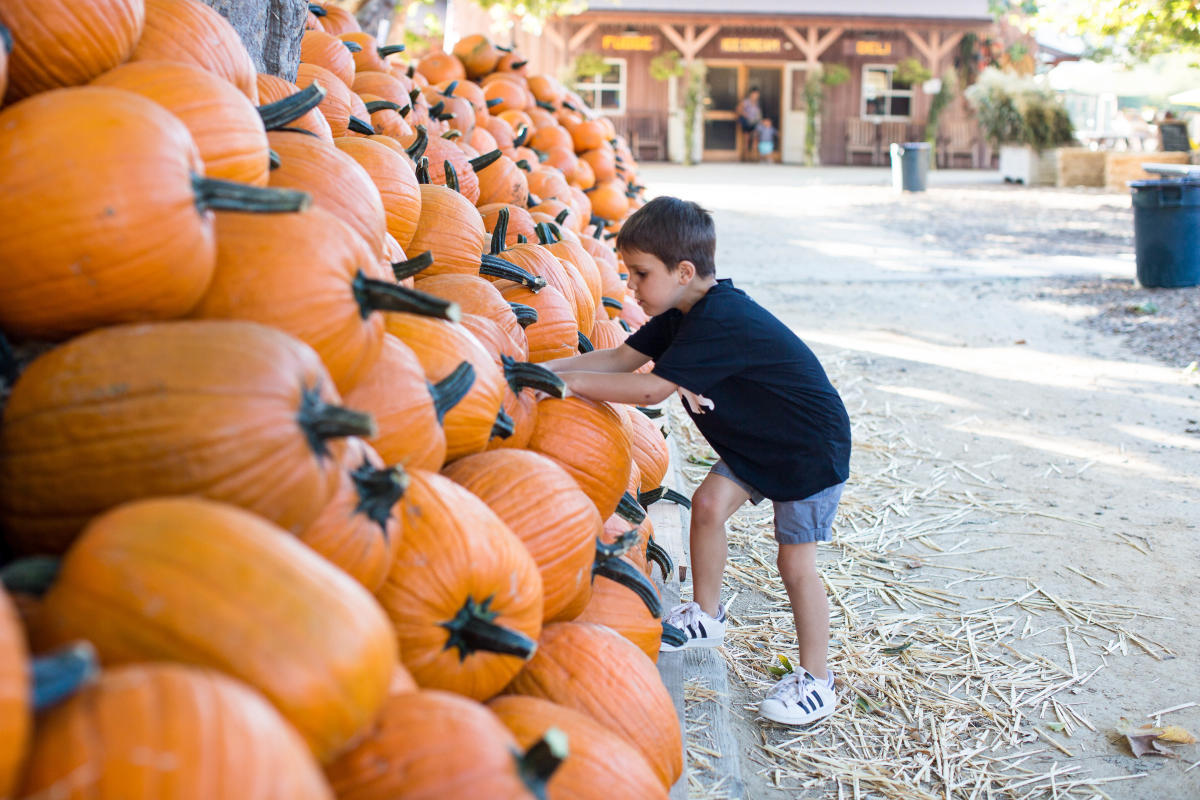 Picking pumpkins at Avila Valley Barn in SLO CAL