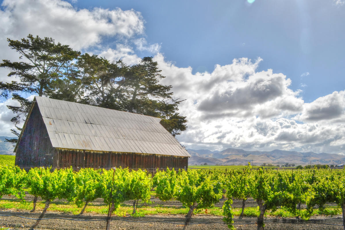 Edna Valley Vineyard and Barn