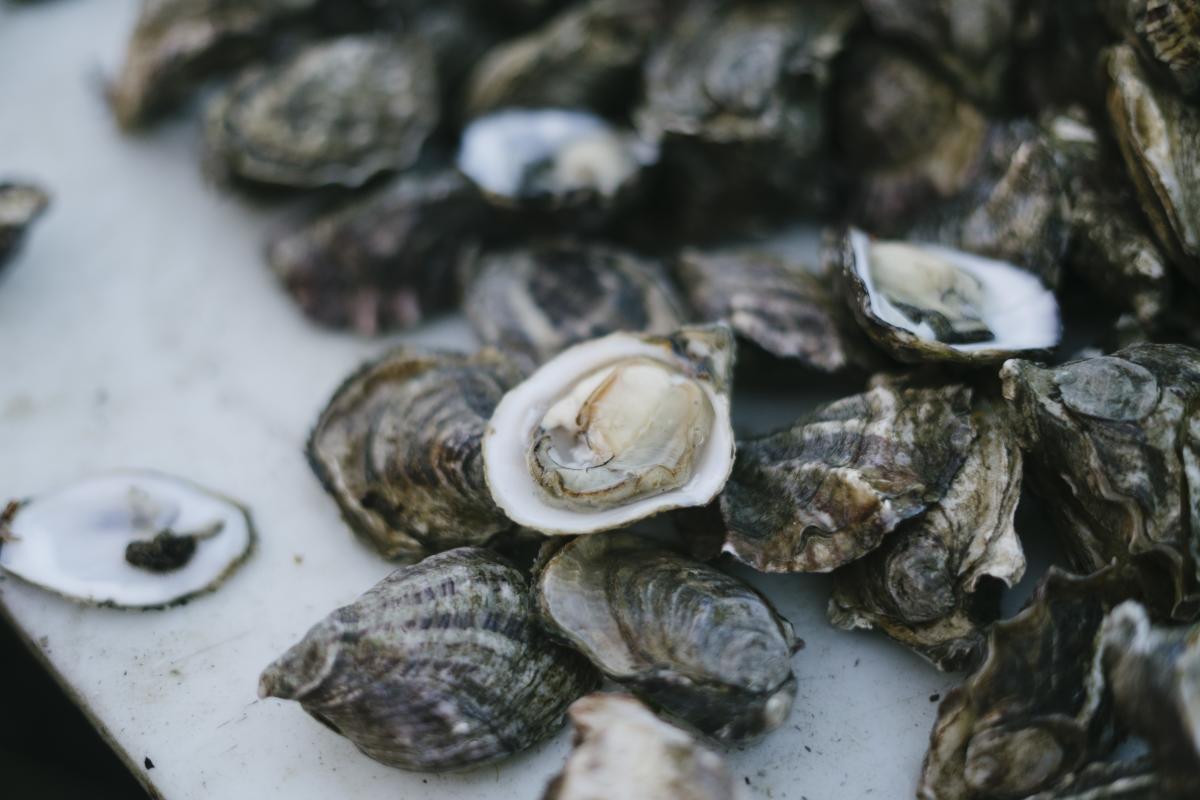 Morro Bay Oyster Co oysters