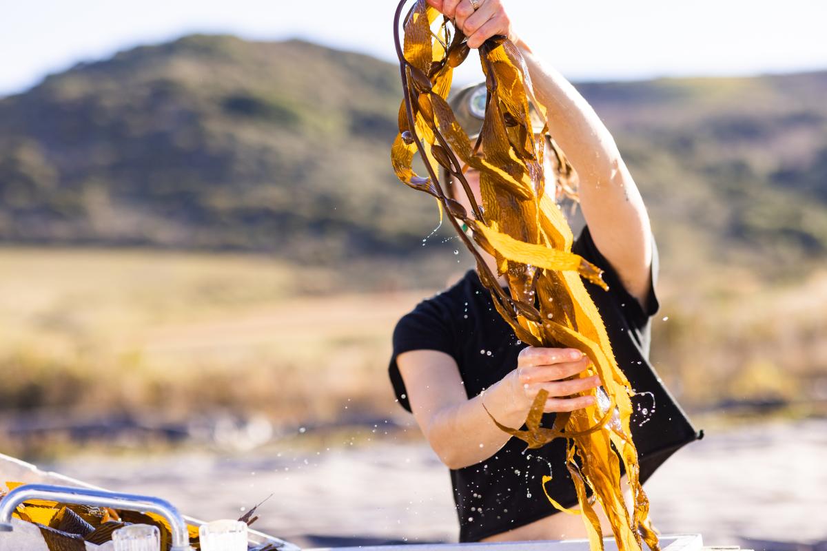 Person holding up golden kelp