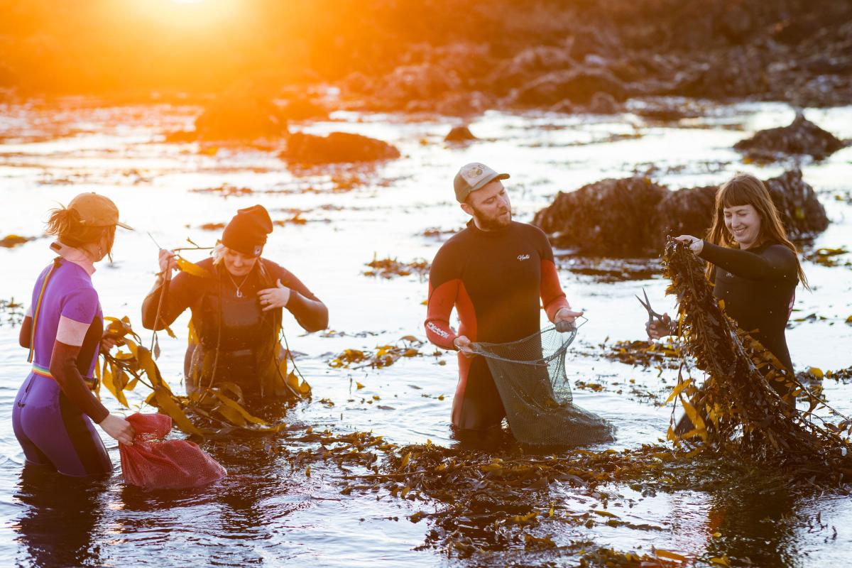 Kelpful team foraging seaweed