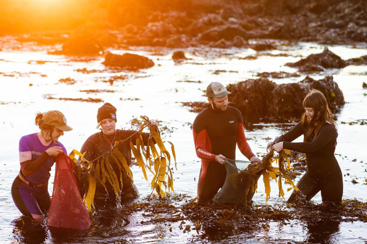people foraging for kelp with Kelpful company