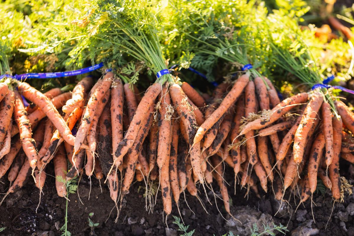 freshly harvested carrots from Talley Farms
